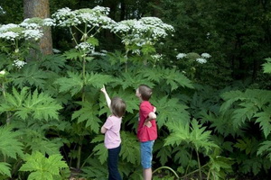 Отравление детей растениями: предотвратить несчастный случай Отравление детей растениями: предотвратить несчастный случай